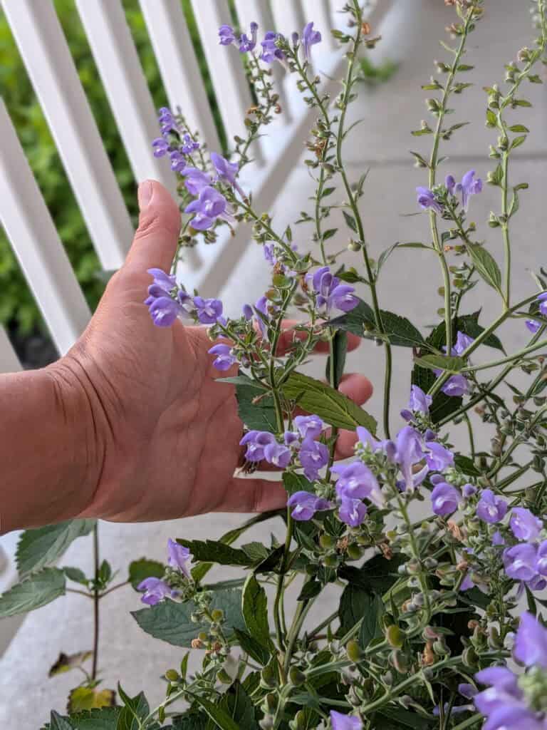 skullcap