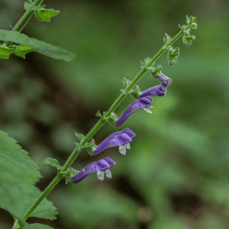 skullcap