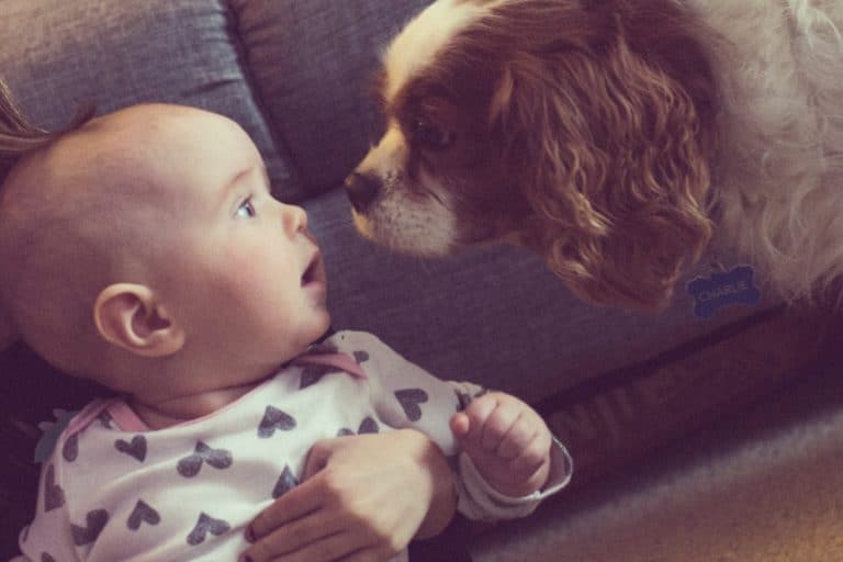 10 Ways Raising Kids is Exactly like Raising Puppies