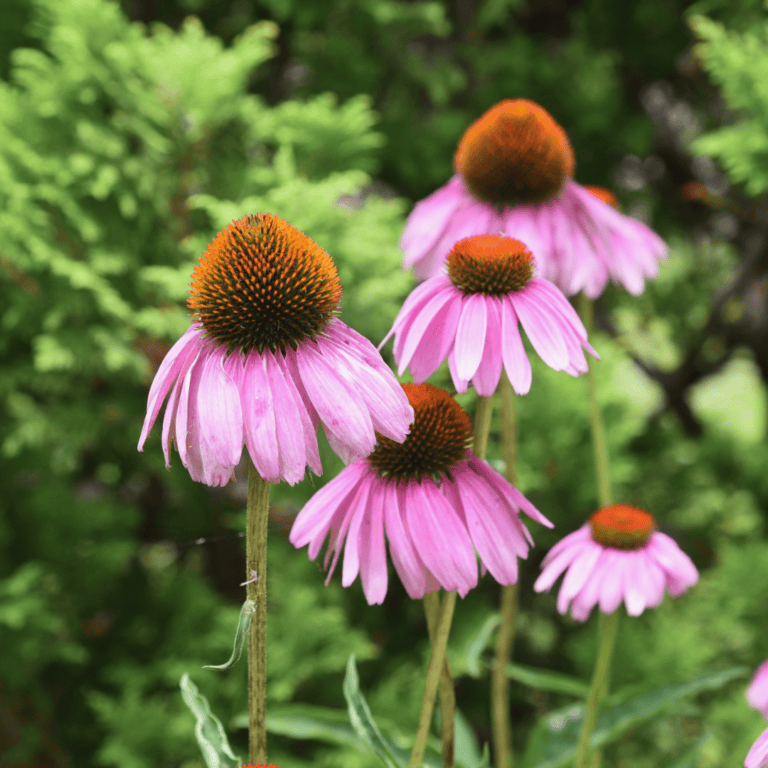 Echinacea: The Bright Coneflower of Immune Support