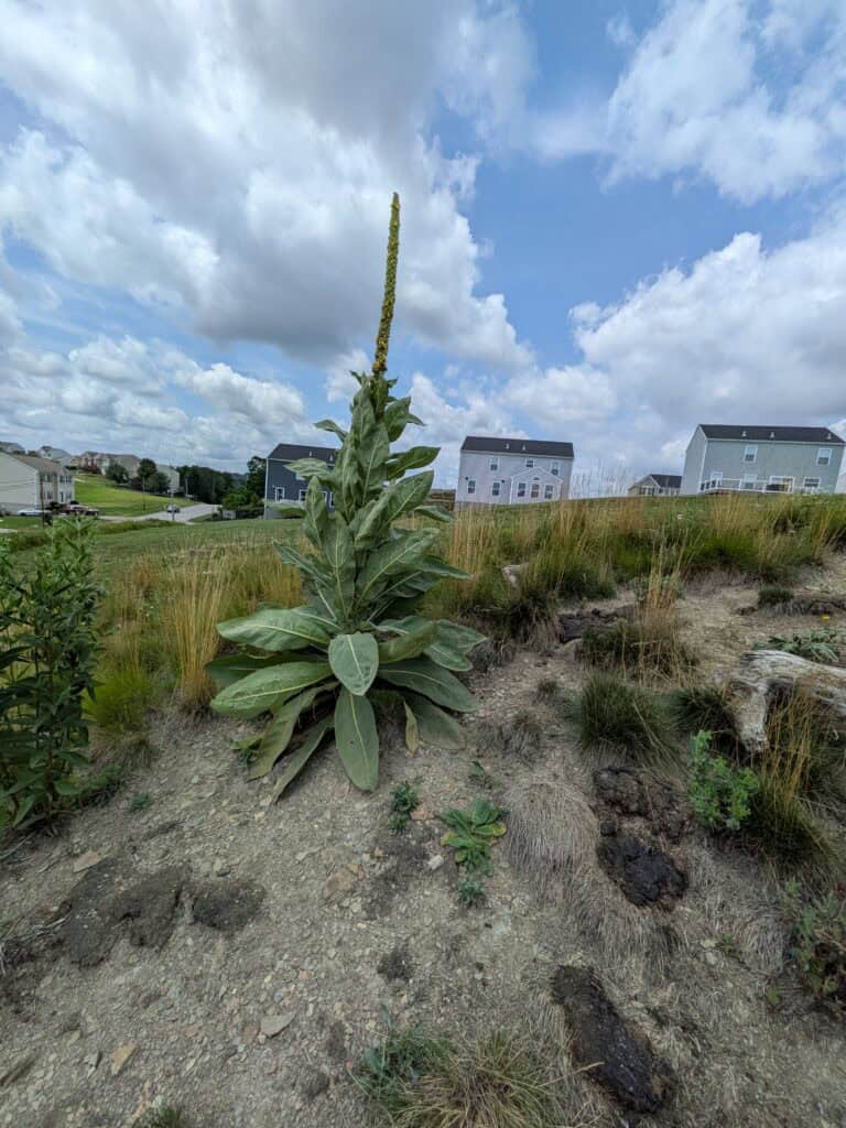 mullein