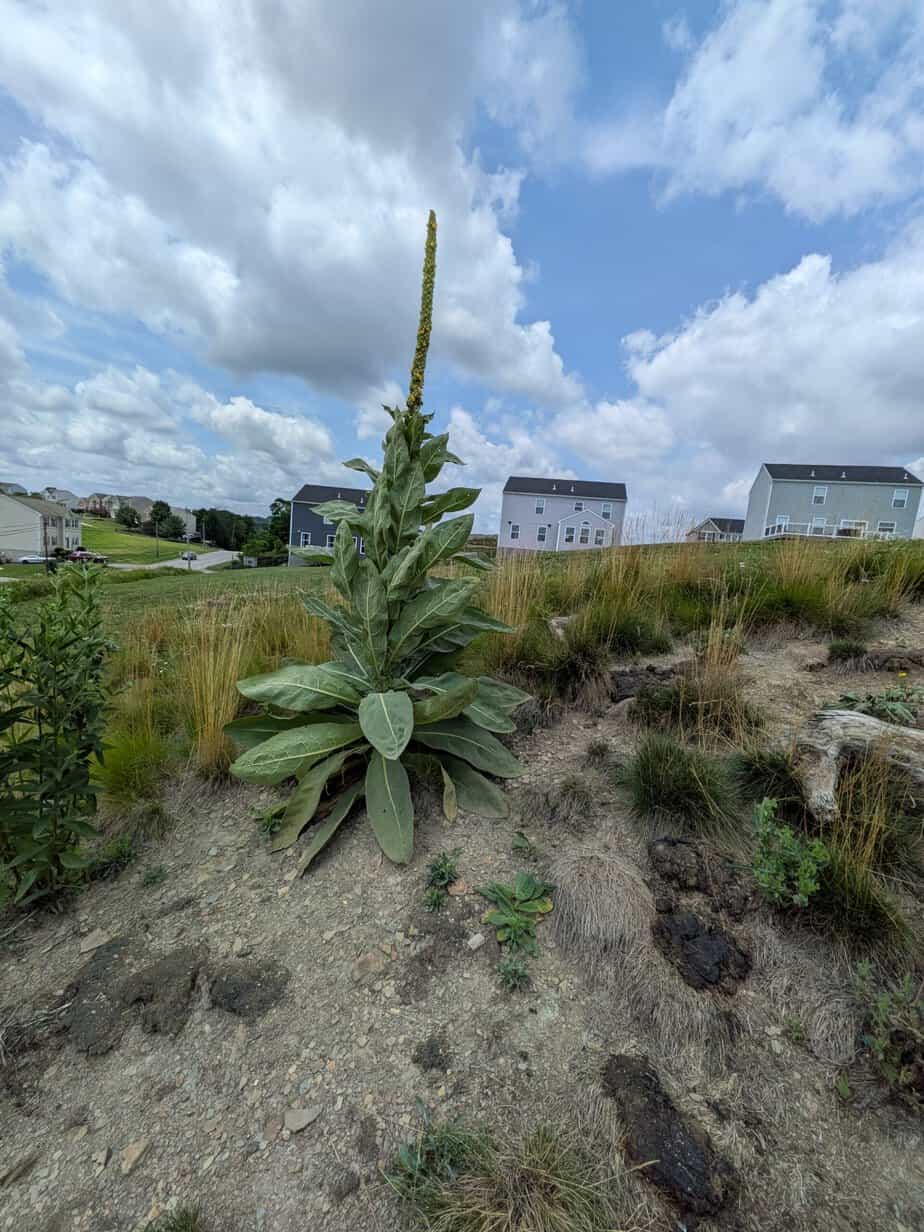 mullein