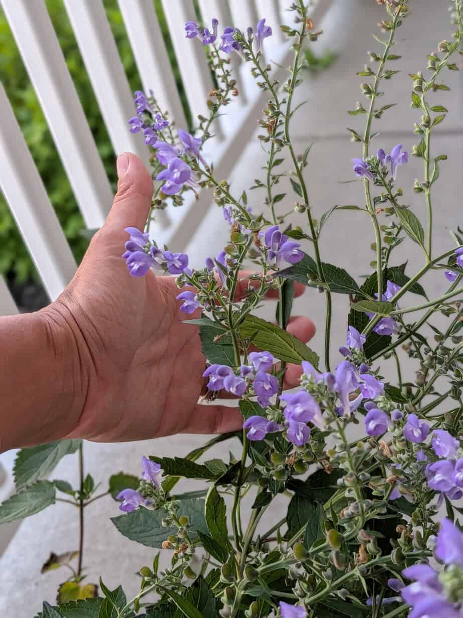 skullcap