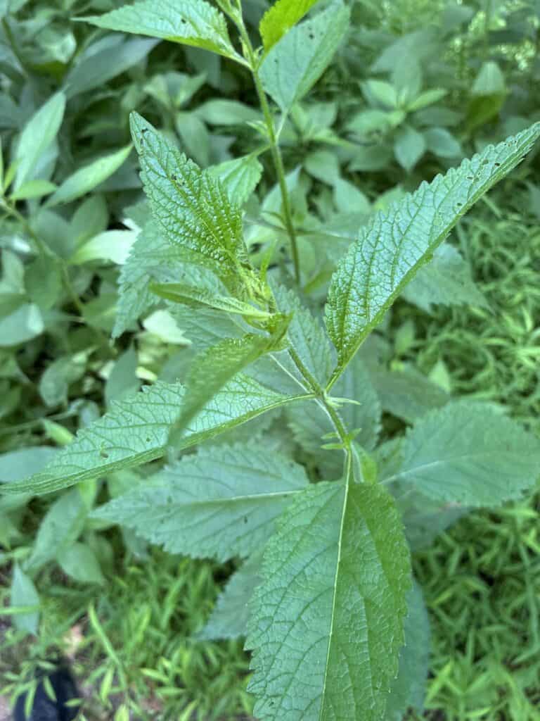 Stinging Nettle: The Nourishing Green Powerhouse
